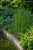 Skrzyp zimowy (Equisetum hyemale), sadzonka C2