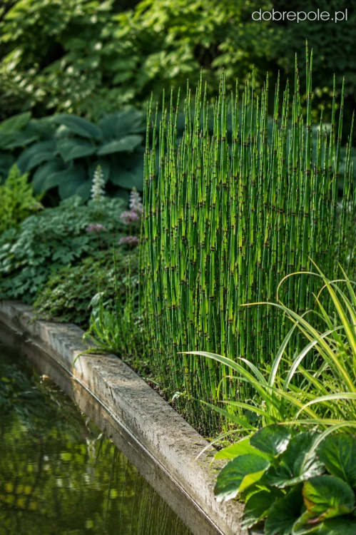 Skrzyp zimowy (Equisetum hyemale), sadzonka C2