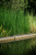 Skrzyp zimowy (Equisetum hyemale), sadzonka C2