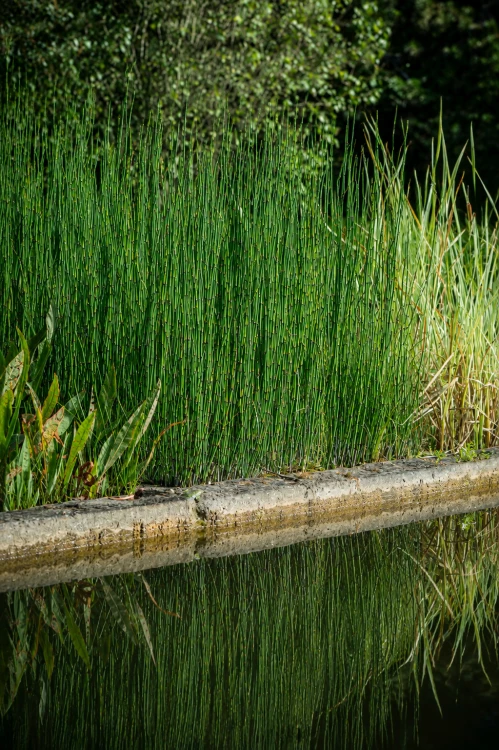 Skrzyp zimowy (Equisetum hyemale), sadzonka C2