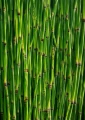 Skrzyp zimowy (Equisetum hyemale), sadzonka C2