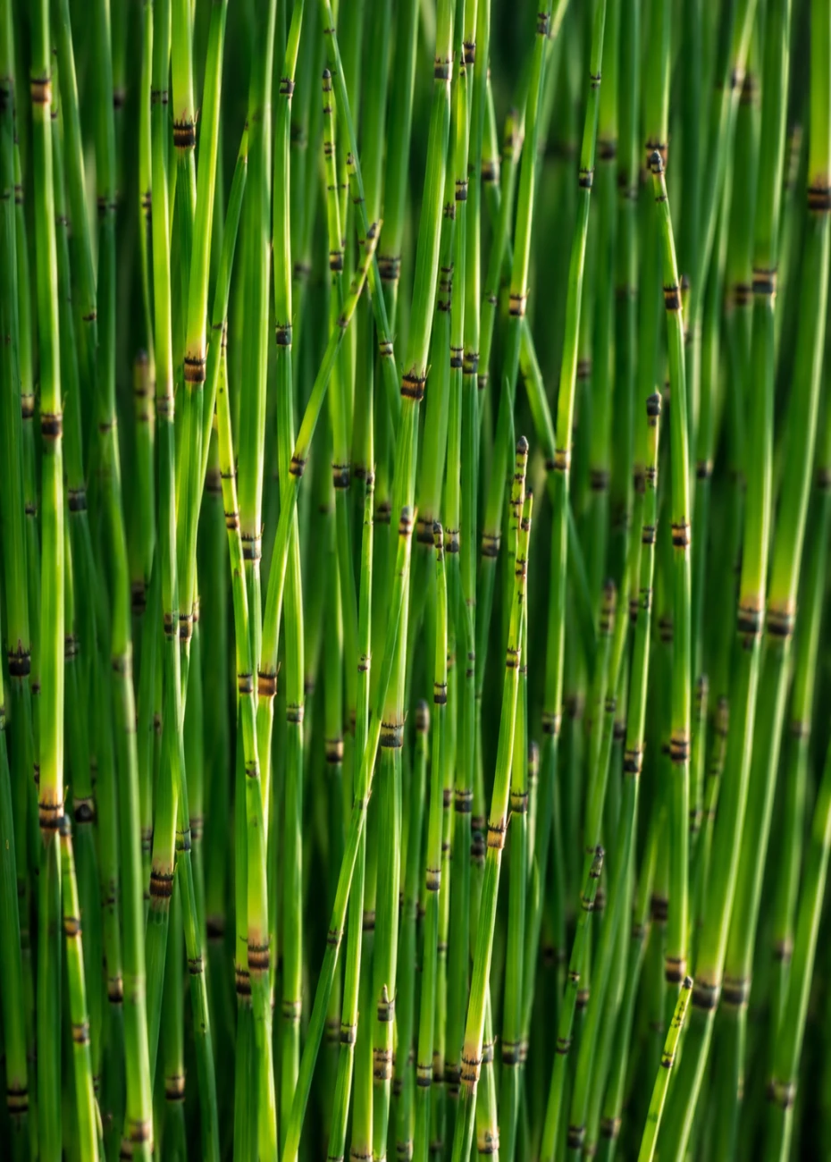 Skrzyp zimowy (Equisetum hyemale), sadzonka C2