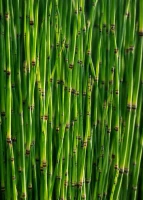 Skrzyp zimowy (Equisetum hyemale), sadzonka C2