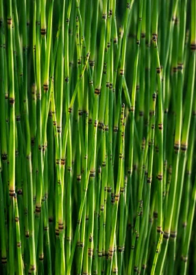 Skrzyp zimowy (Equisetum hyemale), sadzonka C2