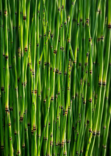 Skrzyp zimowy (Equisetum hyemale), sadzonka C2