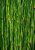 Skrzyp zimowy (Equisetum hyemale), sadzonka C2