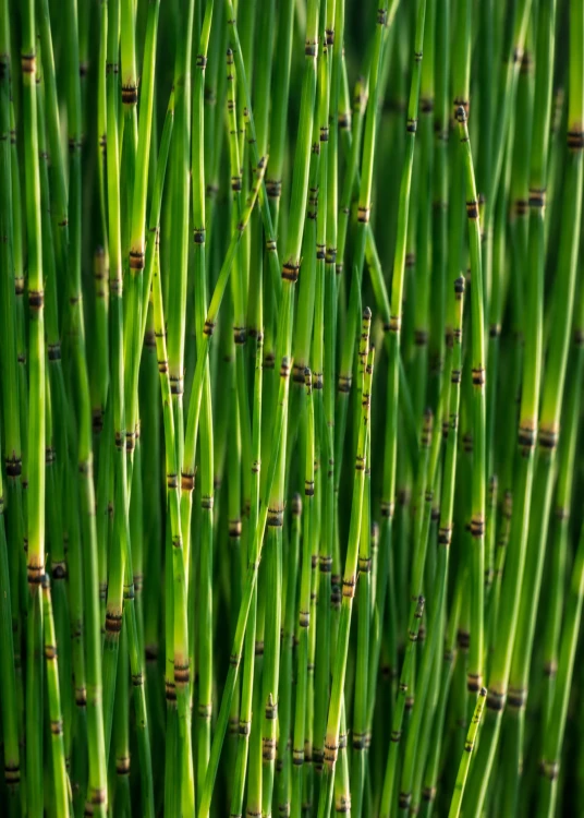 Skrzyp zimowy (Equisetum hyemale), sadzonka C2