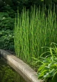 Skrzyp zimowy (Equisetum hyemale), sadzonka C2