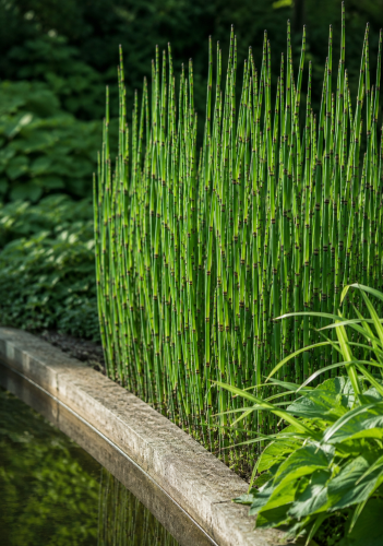 Skrzyp zimowy (Equisetum hyemale), sadzonka C2