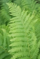 Wietlica samicza - paproć (Athyrium)