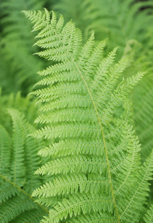 Wietlica samicza - paproć (Athyrium)