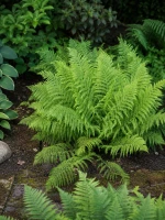 Wietlica samicza - paproć (Athyrium) sadzonka C2