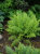 Wietlica samicza - paproć (Athyrium)