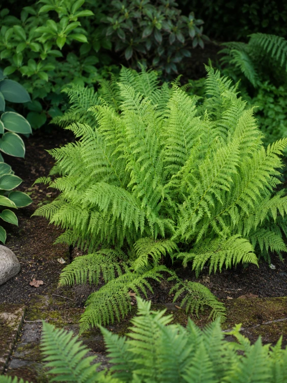 Wietlica samicza - paproć (Athyrium)