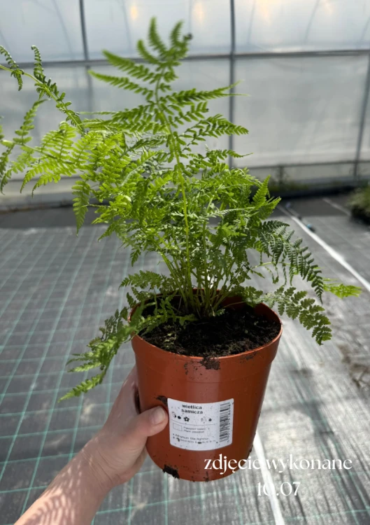 Wietlica samicza - paproć (Athyrium)