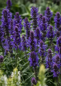 Szałwia omszona fioletowa (Sensation Medium Violet) C2