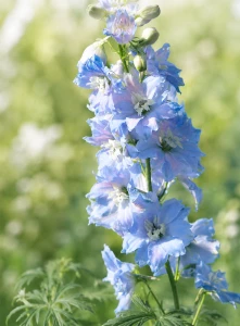 Ostróżka ogrodowa błękitna (Magic F. Sky Blue White Bee) sadzonka C2