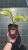Funkia ogrodowa Hosta (Stained Glass)