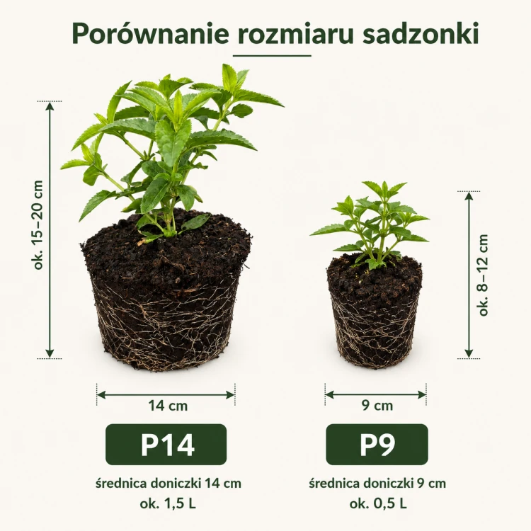 Przetacznik 1.png