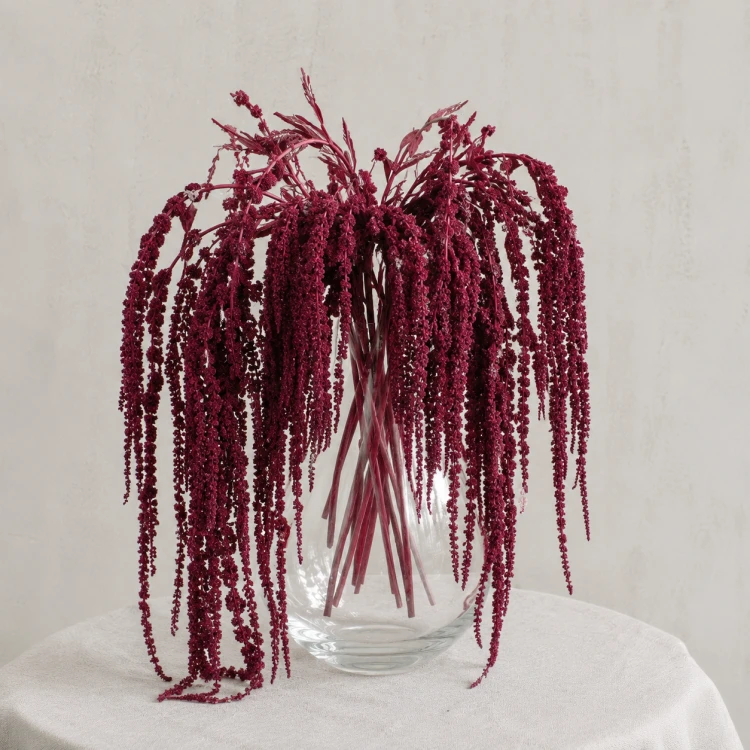 Amaranthus stabilizowany bordowy