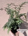 Wietlica japońska - paproć (Metallicum) sadzonka C2
