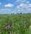 Zatrwian wrębny (limonium) - suszone kwiaty