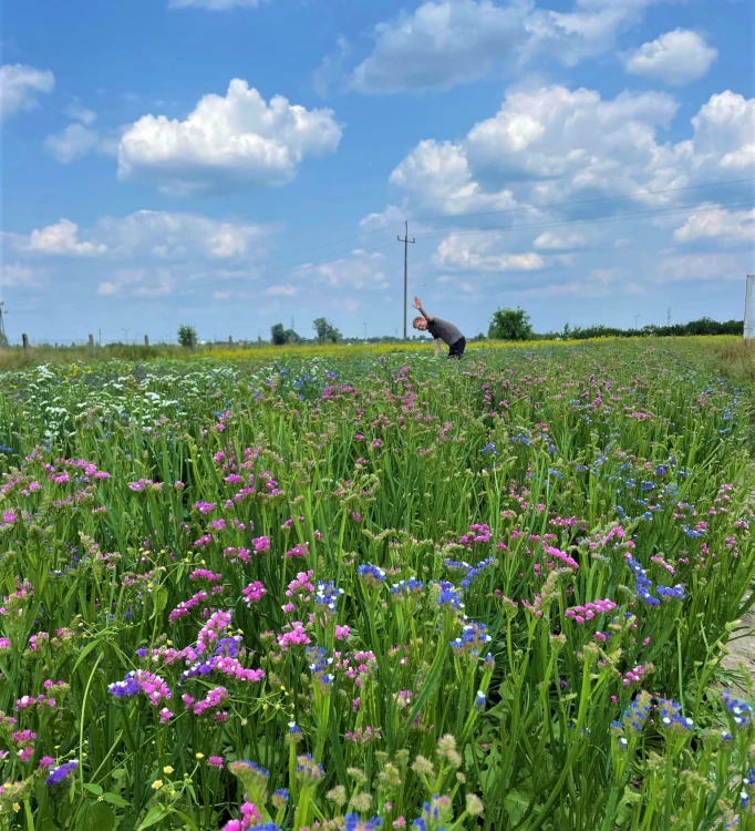 Zatrwian wrębny (limonium) - suszone kwiaty