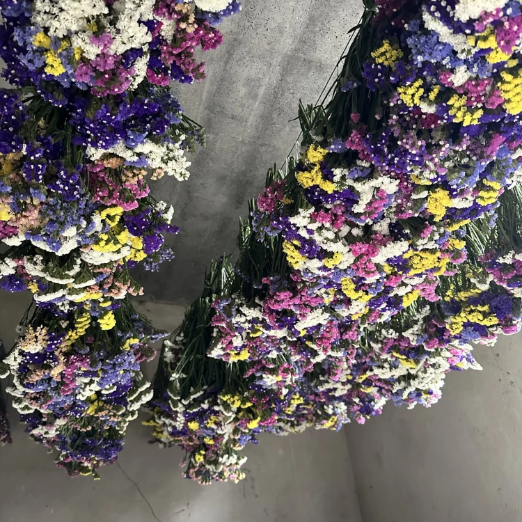 Zatrwian wrębny (limonium) - suszone kwiaty