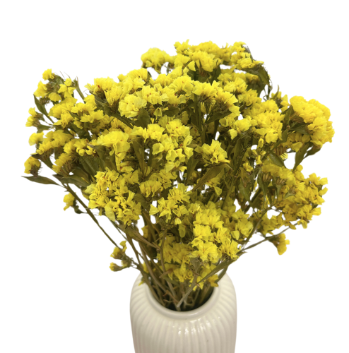 Zatrwian wrębny suszony żółty (limonium)