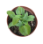 Funkia ogrodowa Hosta (Blue Mouse Ears) sadzonka P14