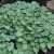Funkia ogrodowa Hosta (Blue Mouse Ears)
