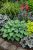 Funkia ogrodowa Hosta (Blue Mouse Ears)