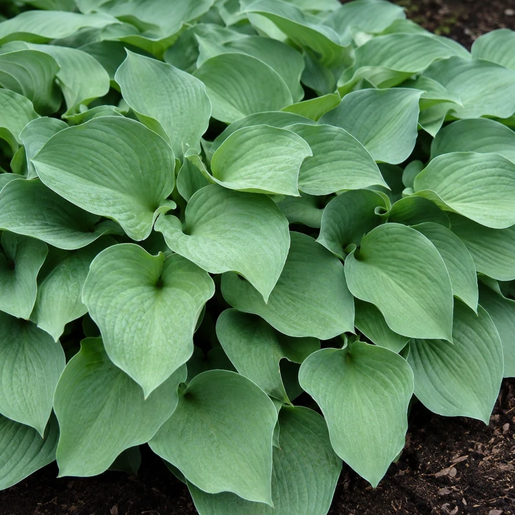 Funkia ogrodowa Hosta (Blue Mouse Ears)