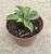Funkia ogrodowa Hosta (Blue Mouse Ears)