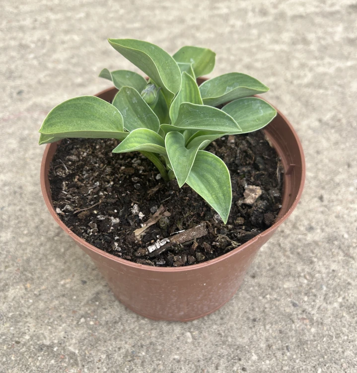 Funkia ogrodowa Hosta (Blue Mouse Ears)