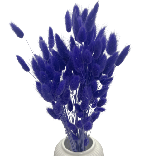 Lagurus suszony ciemny fioletowy (irys)