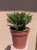 Hebe Dorian