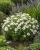 Aster krzaczasty biały