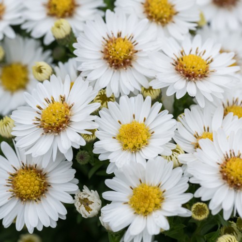 Aster krzaczasty biały
