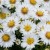 aster-dumosus-alpha-white-3.jpg