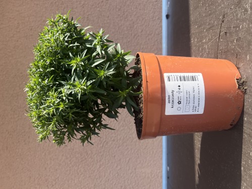Aster krzaczasty biały