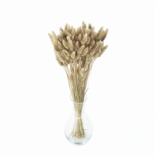 Lagurus suszony naturalny