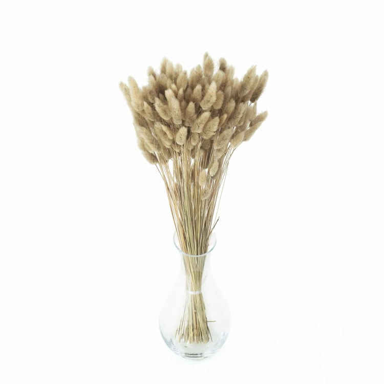 Lagurus suszony naturalny