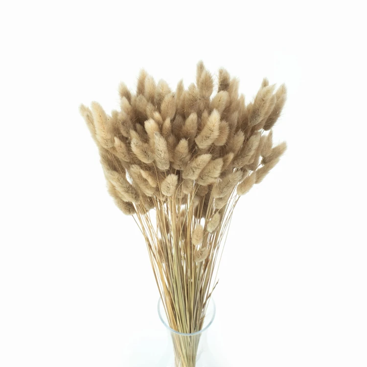 Lagurus suszony naturalny