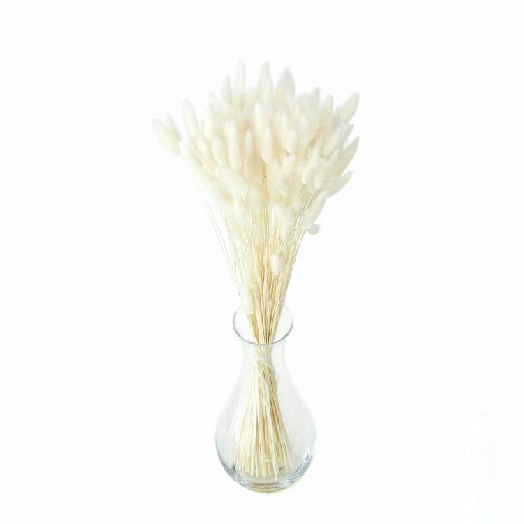 Lagurus suszony biały - dmuszek jajowaty - 140 szt. (100 g)