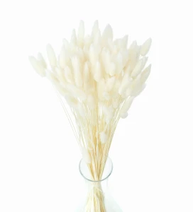 Lagurus suszony biały - dmuszek jajowaty - 140 szt. (100 g)