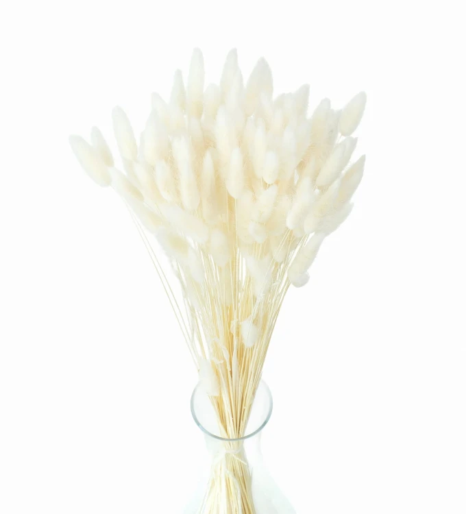 Lagurus suszony biały - dmuszek jajowaty - 140 szt. (100 g)