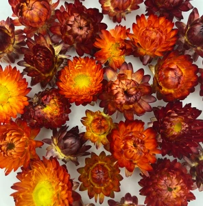 Dried Helichrysum heads 50 g- yellow (1)