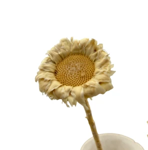 Suszona protea rosetta bielona - kwiaty suszone