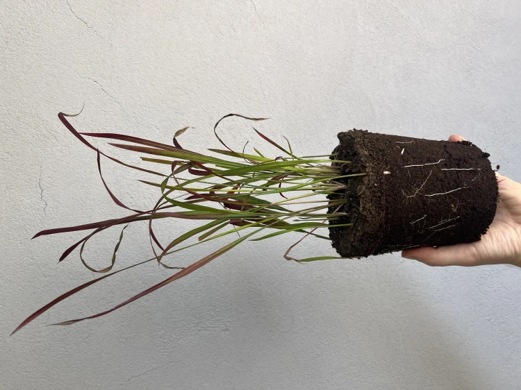Imperata cylindryczna 'Red Baron'